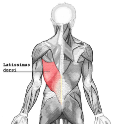 latissimus dorsi 